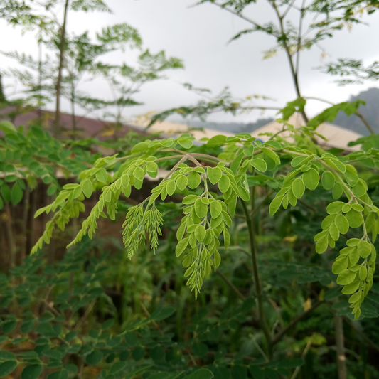 The Miraculous Benefits of Moringa Oleifera for Optimal Health