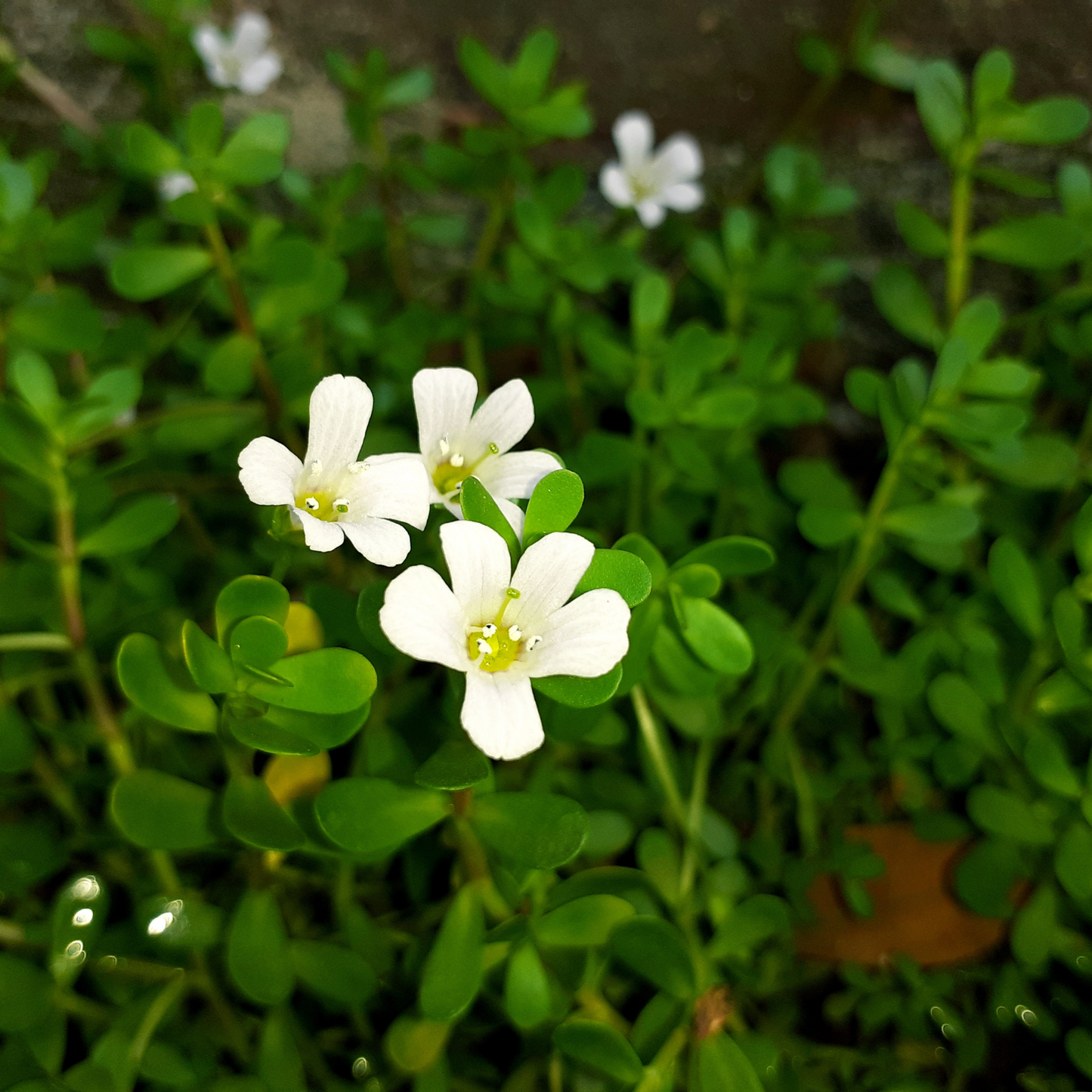 Bacopa Monnieri - Memory Enhancement Supplement