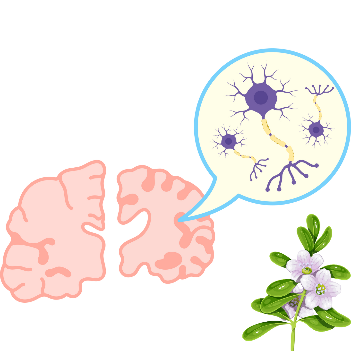 Bacopa Monnieri - Memory Enhancement Supplement