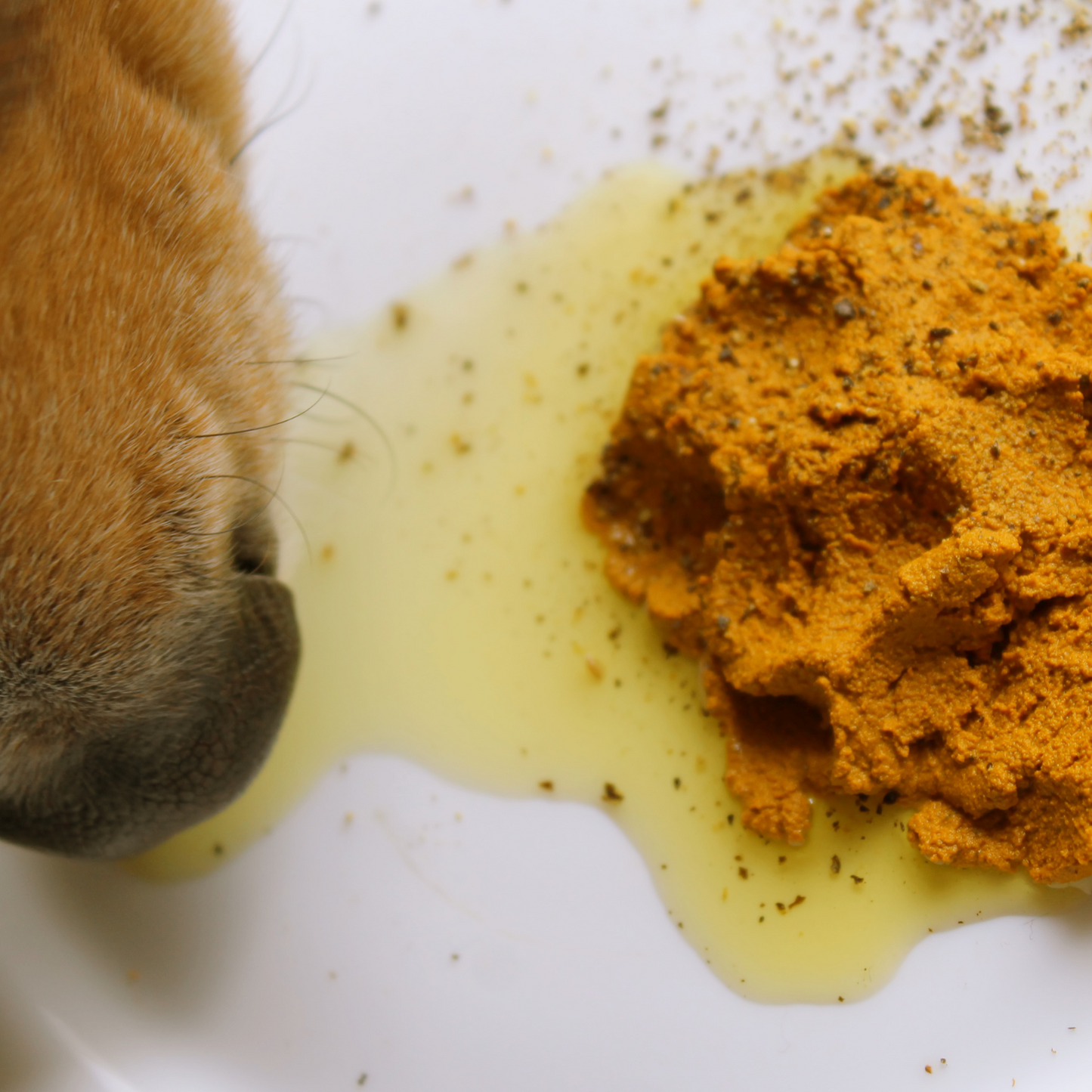 Organic Turmeric Joint Support Capsules for Pets